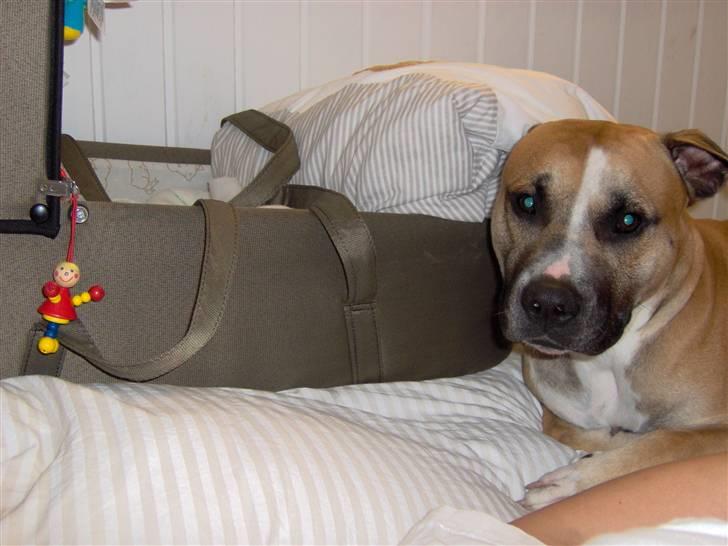 Amerikansk staffordshire terrier Monster billede 15