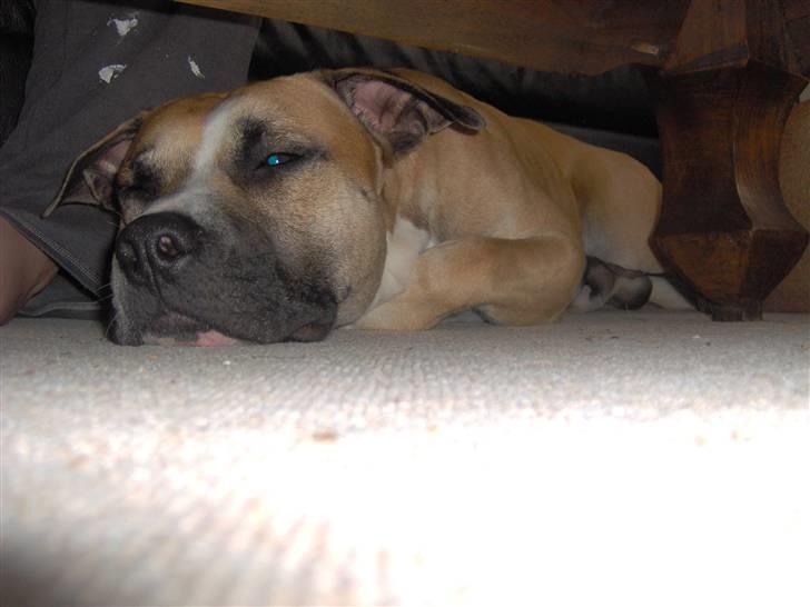 Amerikansk staffordshire terrier Monster billede 16