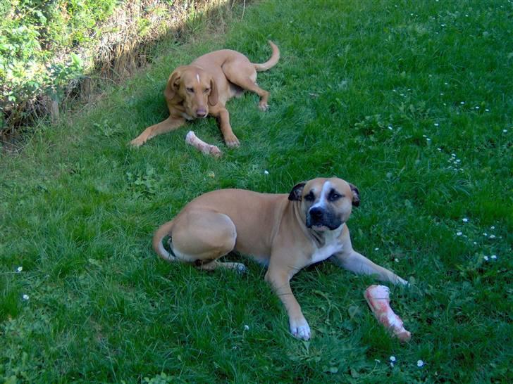 Amerikansk staffordshire terrier Monster billede 17