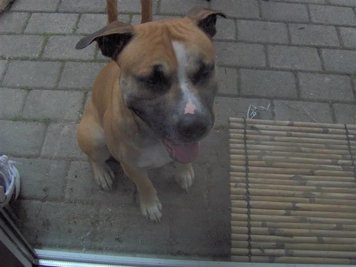 Amerikansk staffordshire terrier Monster billede 18