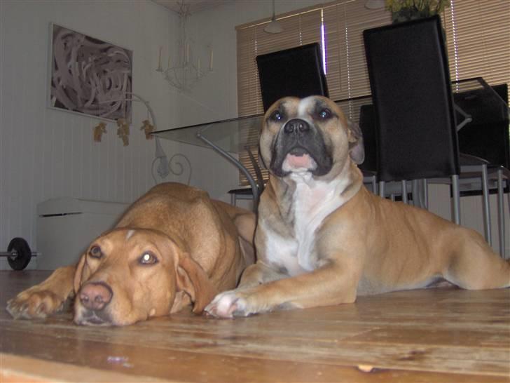 Amerikansk staffordshire terrier Monster billede 19