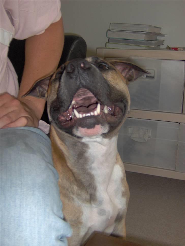 Amerikansk staffordshire terrier Monster billede 20