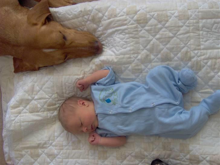 Blanding af racer Xaro - best friends... billede 16