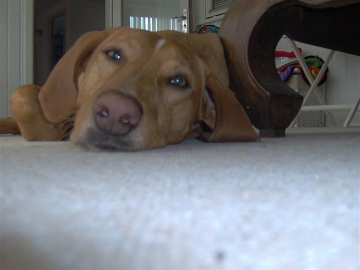 Blanding af racer Xaro billede 17