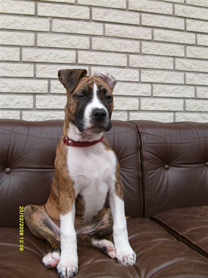 Blanding af racer Saya billede 6