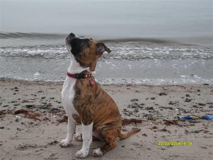 Blanding af racer Saya - En dejlig tur på stranden billede 7