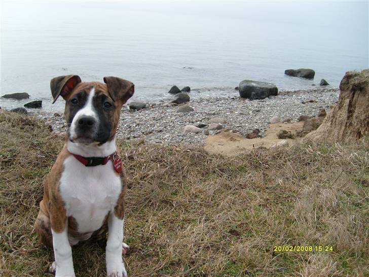 Blanding af racer Saya - Se, hvor fint jeg sidder billede 8