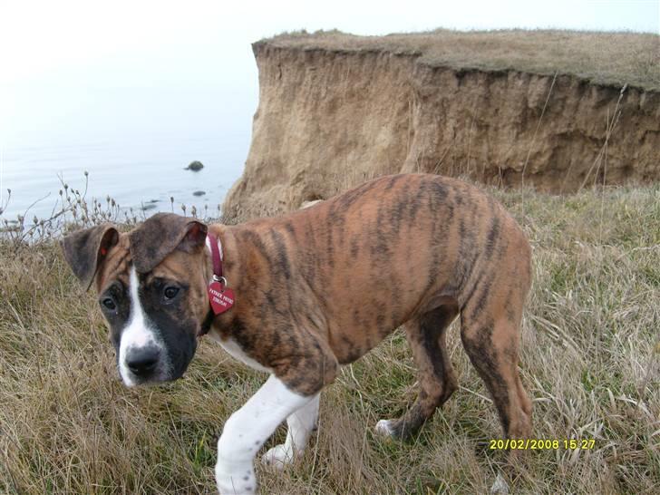 Blanding af racer Saya - Do the Magnum, baby!!! billede 9