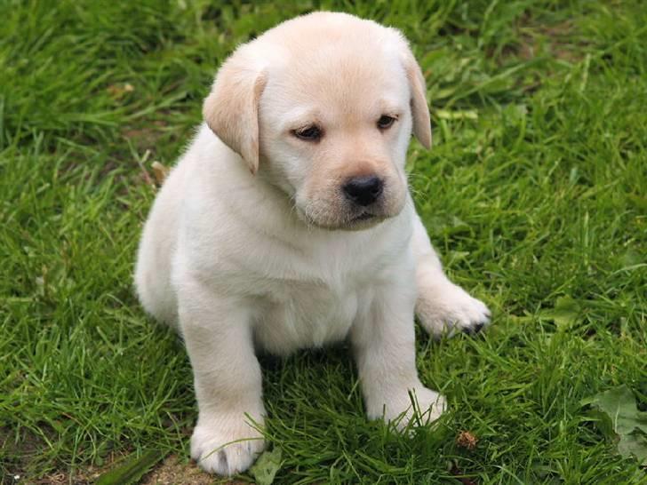 Labrador retriever Bilbo - Det er bare mig,lille mig billede 1