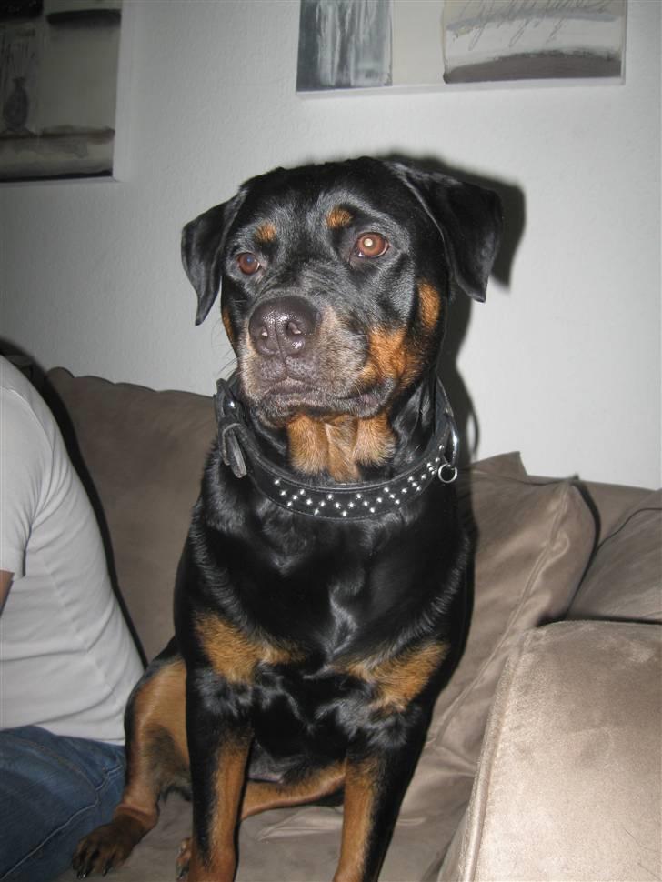 Rottweiler Kiki - Man kan ikke stå for de øjne ,. :)  billede 1