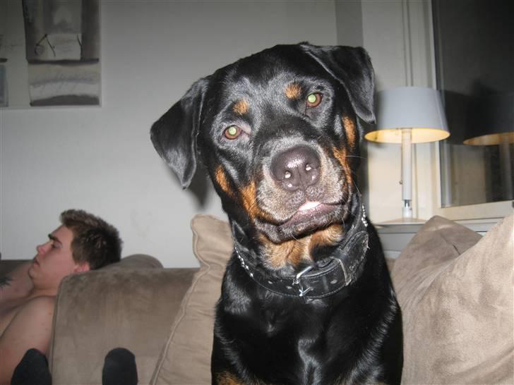 Rottweiler Kiki - vinduet er det bedste sted jeg kan ligge.. billede 2