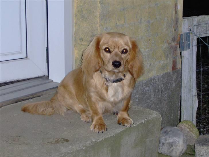 Blanding af racer Molly - den smukkeste himmelhund - Sommeren 2007: Sidder og hygger en lun sommeraften. billede 15