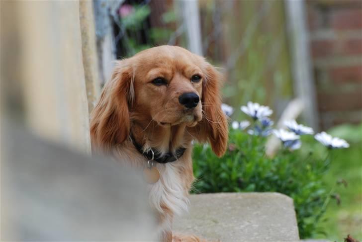 Blanding af racer Molly - den smukkeste himmelhund - Ja ja - Nogen SKAL jo holde øje med det hele - sensommeren 2007 billede 18