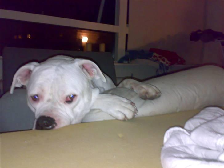 Amerikansk bulldog Aisha billede 8