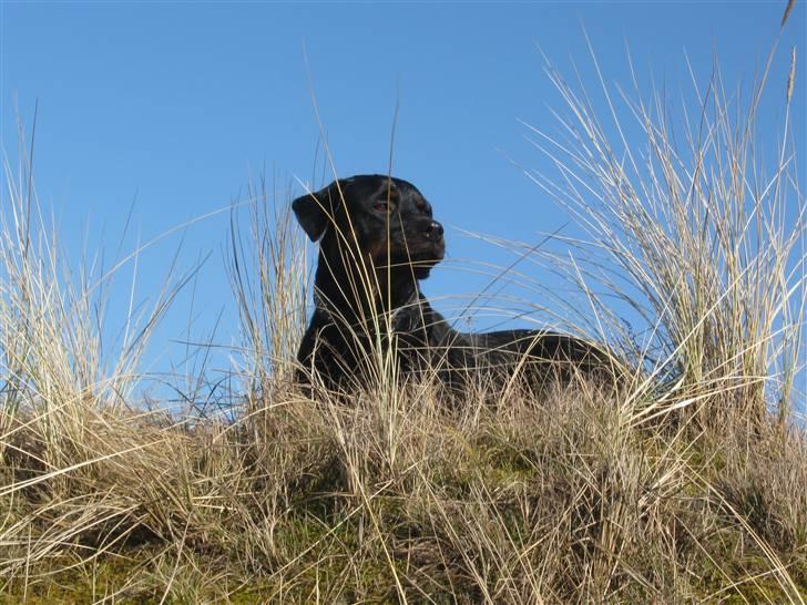 Rottweiler Kiki - zZz billede 3
