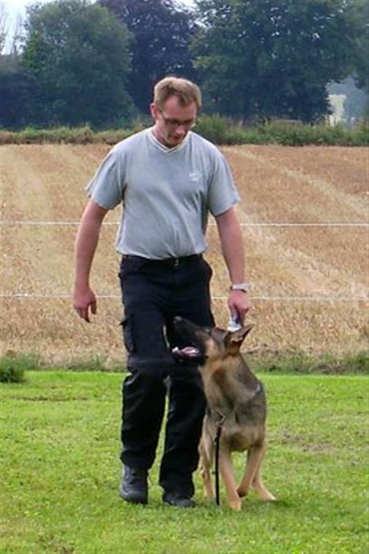 Schæferhund Cassius billede 14