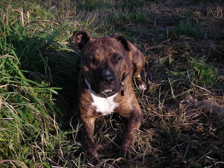 Amerikansk staffordshire terrier Molly billede 3