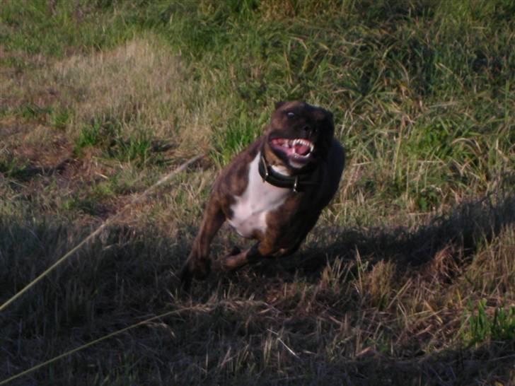 Amerikansk staffordshire terrier Molly billede 4