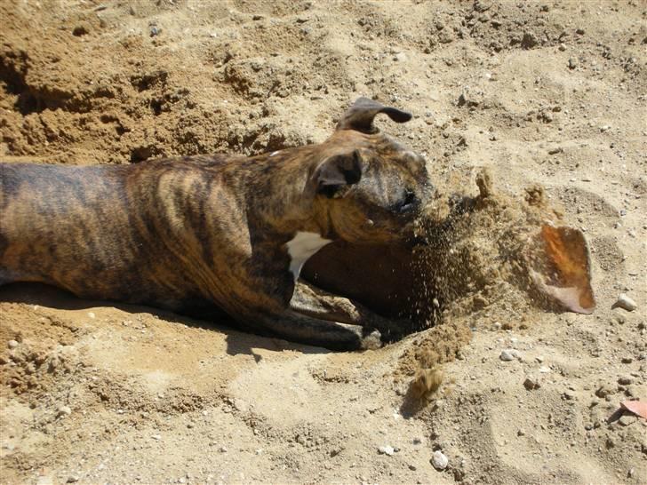 Amerikansk staffordshire terrier Molly billede 5