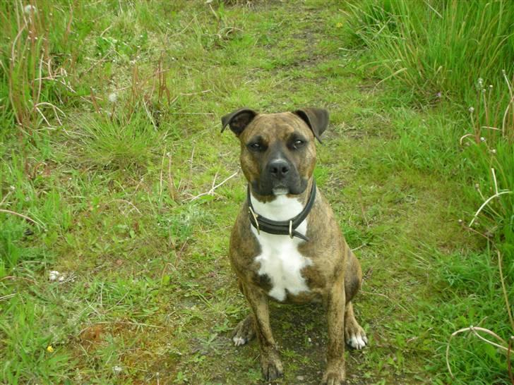 Amerikansk staffordshire terrier Molly billede 6