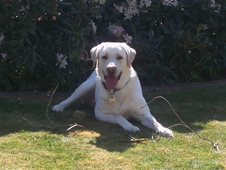 Labrador retriever Sofus billede 1