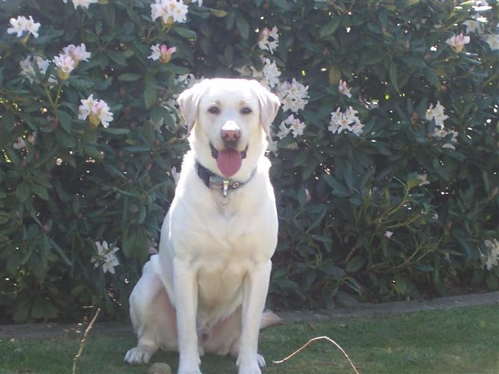 Labrador retriever Sofus billede 2