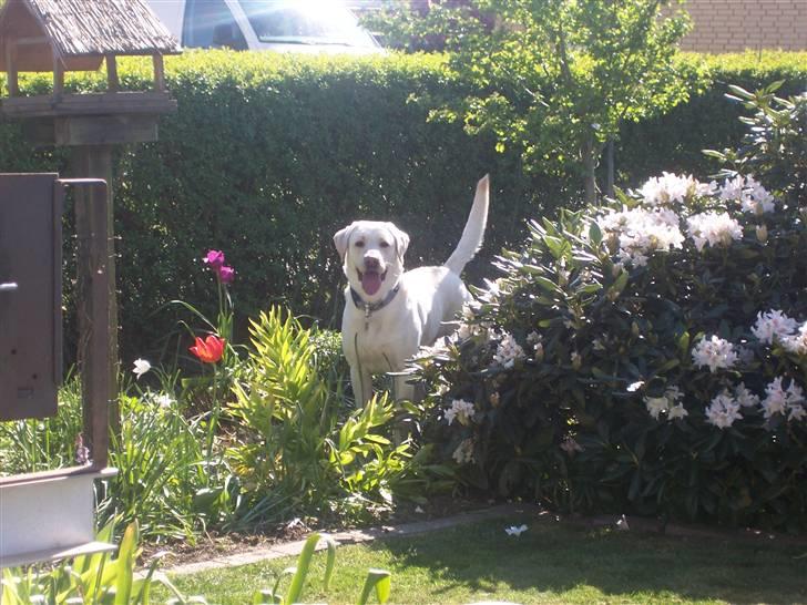 Labrador retriever Sofus billede 3