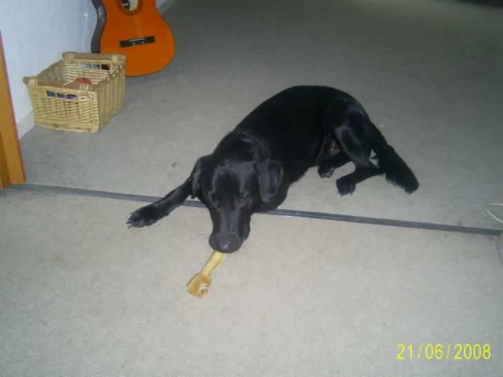 Blanding af racer Bailey - Deeeejligt ben ;o) billede 20