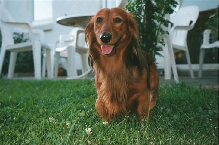 Gravhund Indy *død* R.I.P billede 6