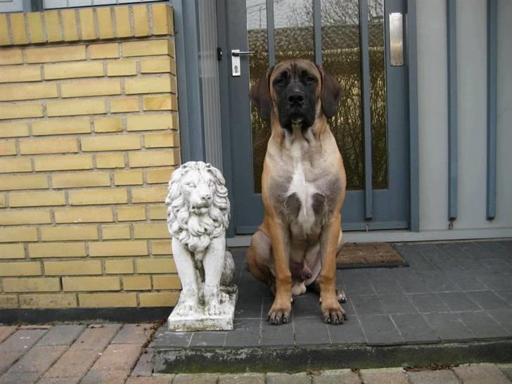 Boerboel Clyde - R.I.P billede 9