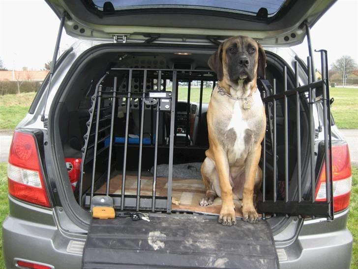 Boerboel Clyde - R.I.P billede 10