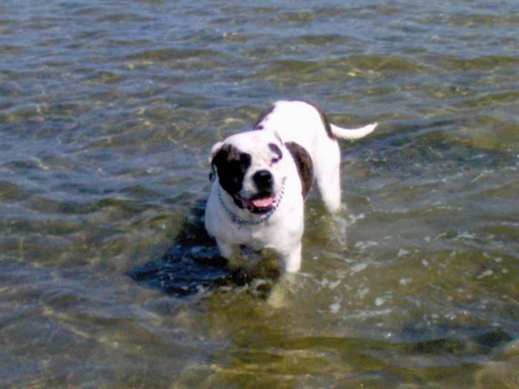 Amerikansk bulldog Winnie billede 6