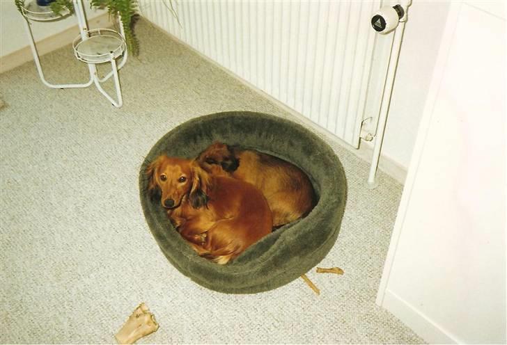 Gravhund Indy *død* R.I.P billede 10
