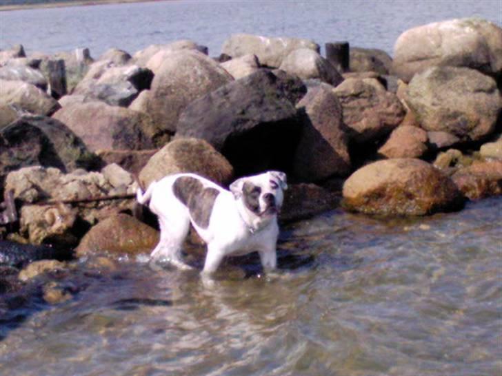 Amerikansk bulldog Winnie billede 7