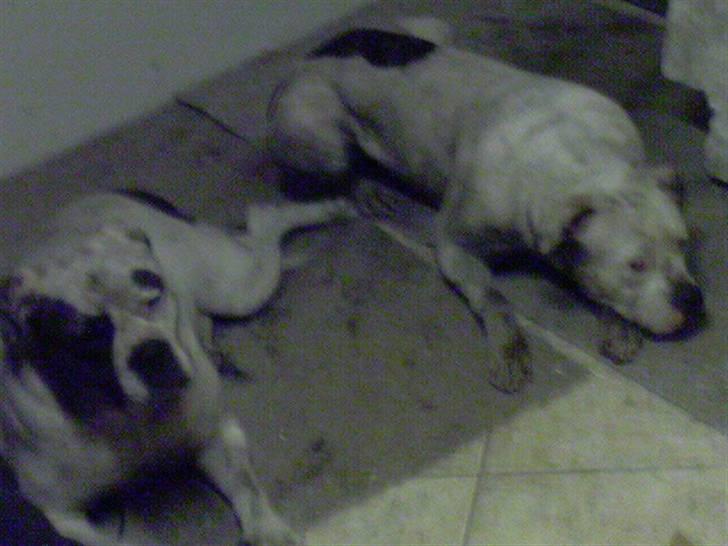 Amerikansk bulldog Winnie billede 8