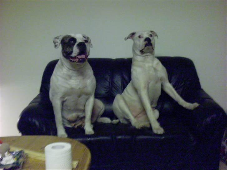 Amerikansk bulldog Semi billede 5