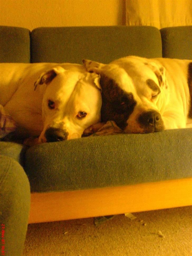 Amerikansk bulldog Semi billede 6