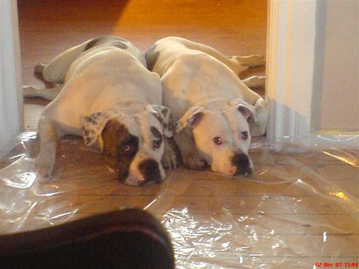 Amerikansk bulldog Semi billede 7