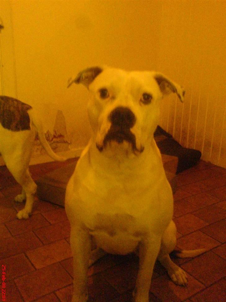 Amerikansk bulldog Semi billede 8