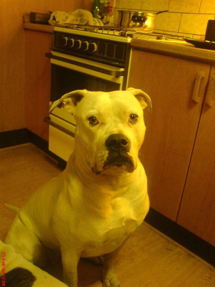 Amerikansk bulldog Semi billede 9