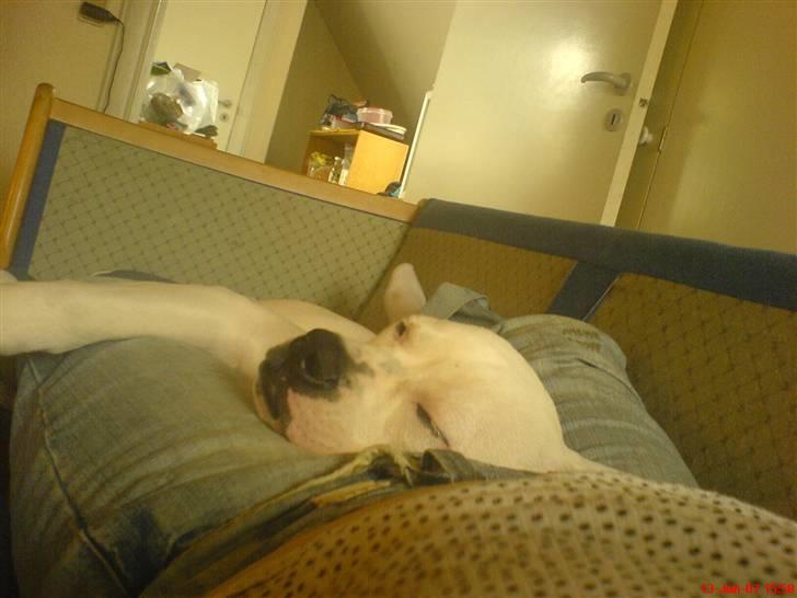 Amerikansk bulldog Semi billede 10