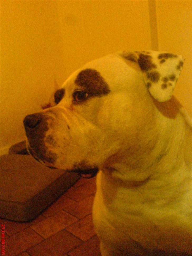 Amerikansk bulldog Winnie billede 9