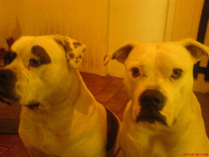 Amerikansk bulldog Winnie billede 10