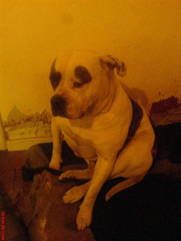 Amerikansk bulldog Winnie billede 11