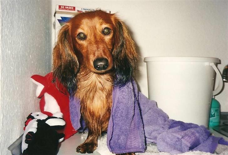 Gravhund Indy *død* R.I.P billede 14