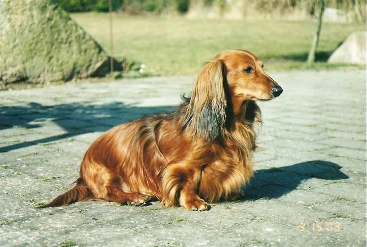 Gravhund Indy *død* R.I.P billede 15