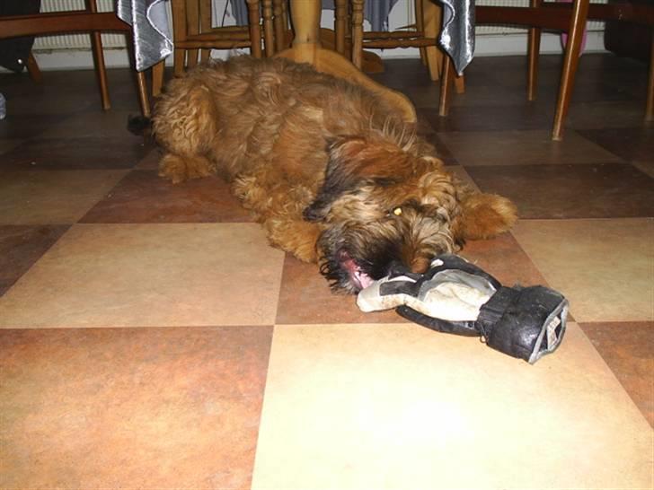 Briard Mistrall billede 19