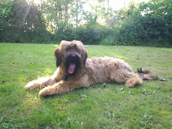 Briard Mistrall billede 20