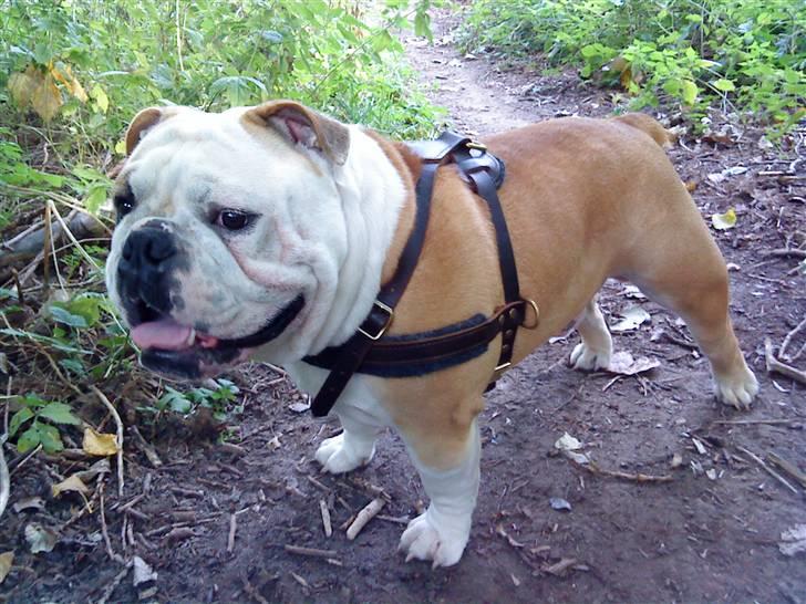 Engelsk bulldog tjalfe billede 1