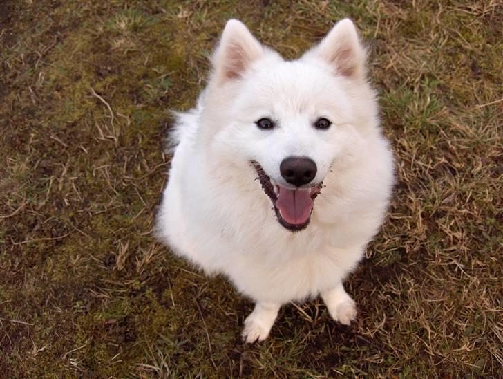 Japansk spids Kenzo billede 6